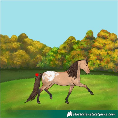 Horse Color:Bay Dun Appaloosa 