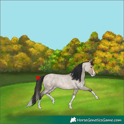 Horse Color:Brown Roan Dun Splash 