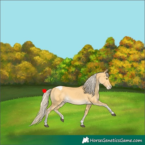 Horse Color:Palomino Dun Tobiano Appaloosa