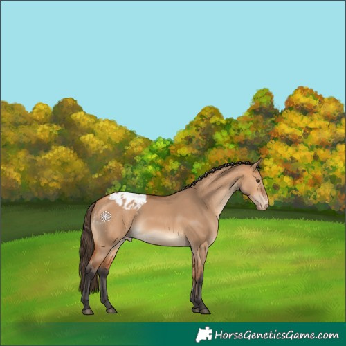 Horse Color:Bay Dun Appaloosa