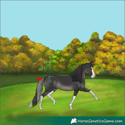 Horse Color:Black Splash 