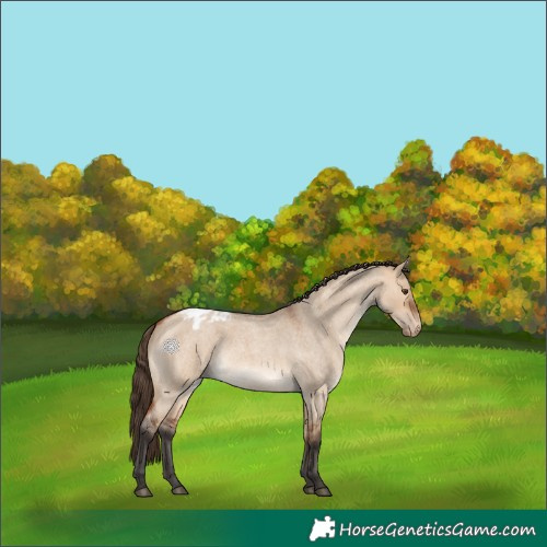 Horse Color:Bay Roan Dun Appaloosa 