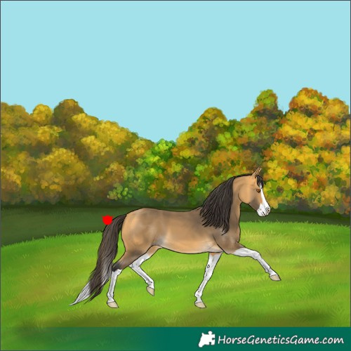 Horse Color:Buckskin Splash 
