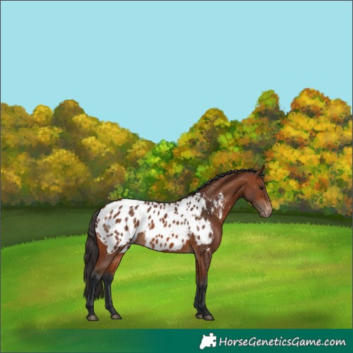 Horse Color:Bay Appaloosa 