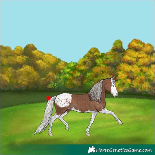 Horse Color:Silver Black Splash Appaloosa 