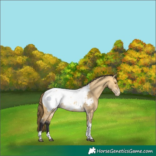 Horse Color:Buckskin Dun Tobiano Appaloosa 
