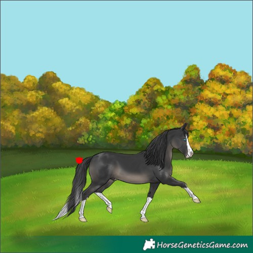 Horse Color:Black Splash 
