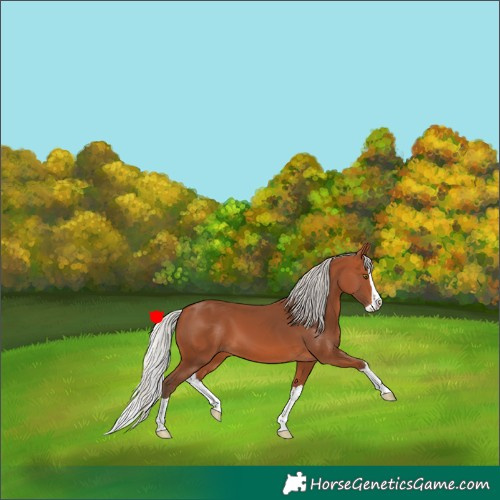 Horse Color:Silver Bay Splash 
