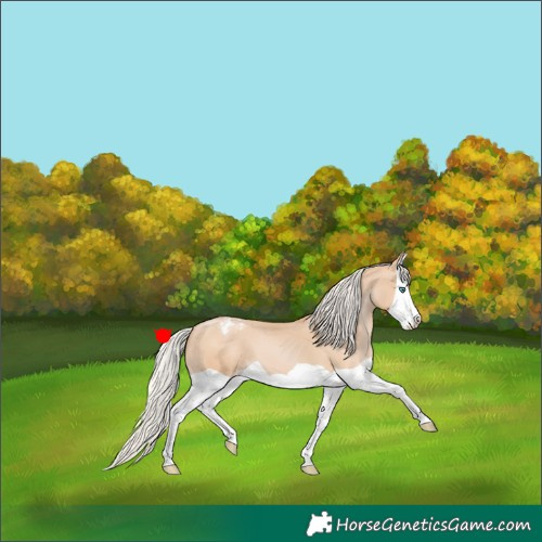 Horse Color:Silver Smoky Black Pearl Splash Appaloosa 