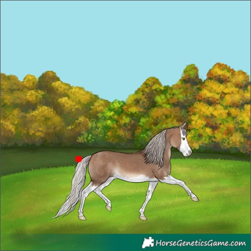 Horse Color:Silver Brown Dun Splash 