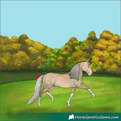 Horse Color:Silver Buckskin Dun Splash