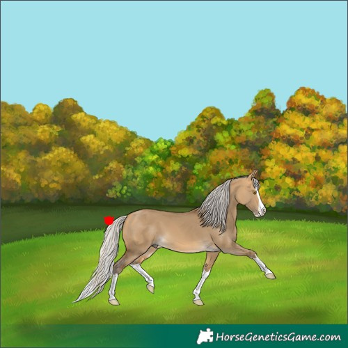 Horse Color:Silver Buckskin Dun Splash 