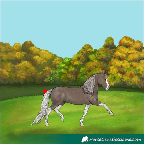 Horse Color:Silver Black Splash 