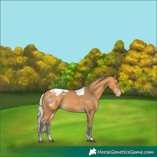 Horse Color:Silver Buckskin Tobiano Appaloosa 