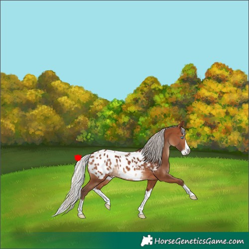 Horse Color:Silver Brown Splash Blanket 