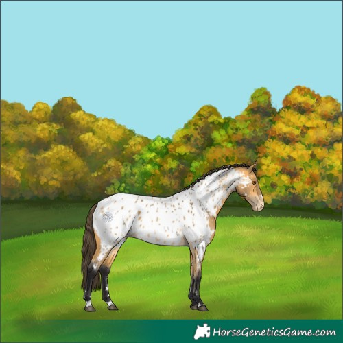 Horse Color:Buckskin Appaloosa 