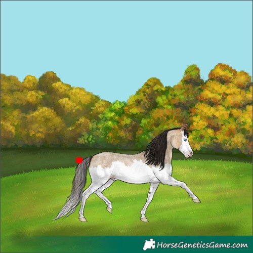Horse Color:Gray Amber Cream Champagne Roan Splash Rabicano