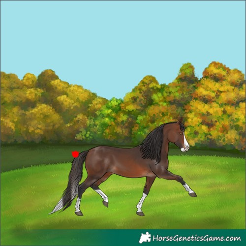 Horse Color:Brown Splash