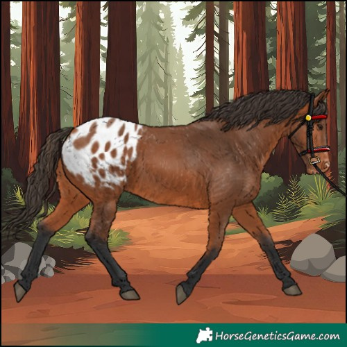 Horse Color:Bay Appaloosa 