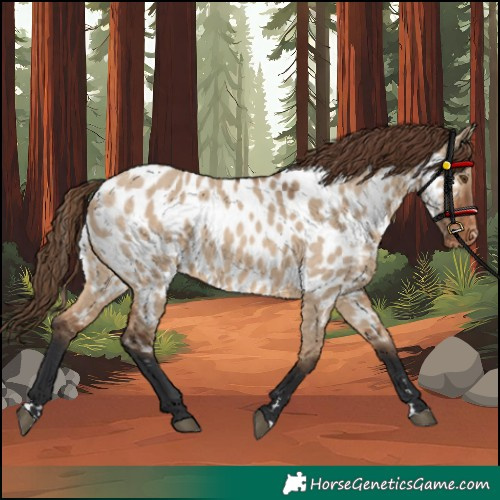 Horse Color:Bay Dun Near Leopard