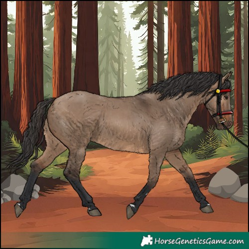 Horse Color:Brown Dun 