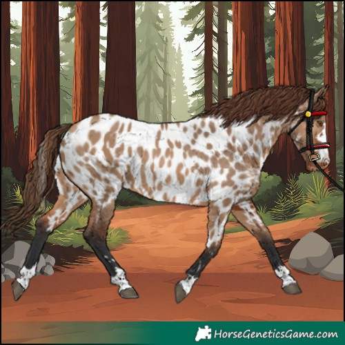Horse Color:Bay Dun Near Leopard 
