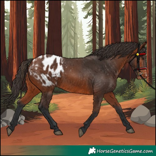 Horse Color:Bay Blanket 
