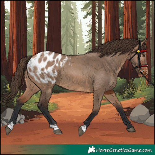 Horse Color:Bay Dun Appaloosa