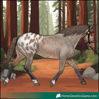 Horse Color:Bay Dun Appaloosa