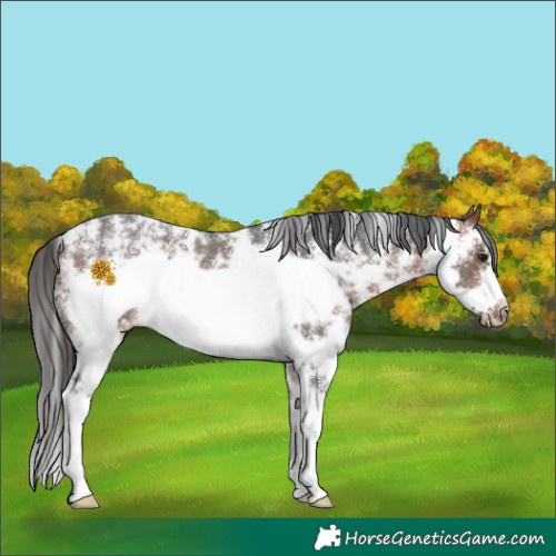Horse Color:Bay Sabino Frame Rabicano
