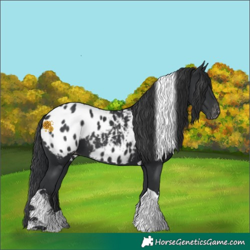 Horse Color:Black Tobiano Appaloosa