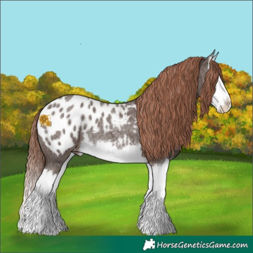Horse Color:Liver Red Roan Splash Appaloosa