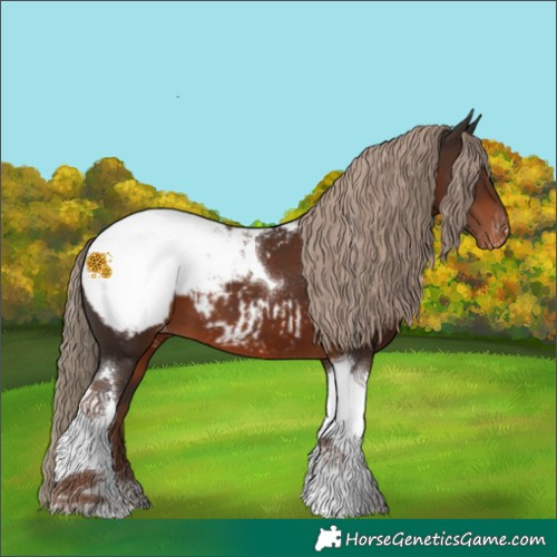 Horse Color:Liver Chestnut Tobiano Appaloosa 