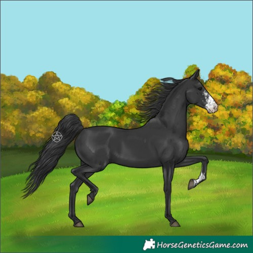 Horse Color:Black Sabino 