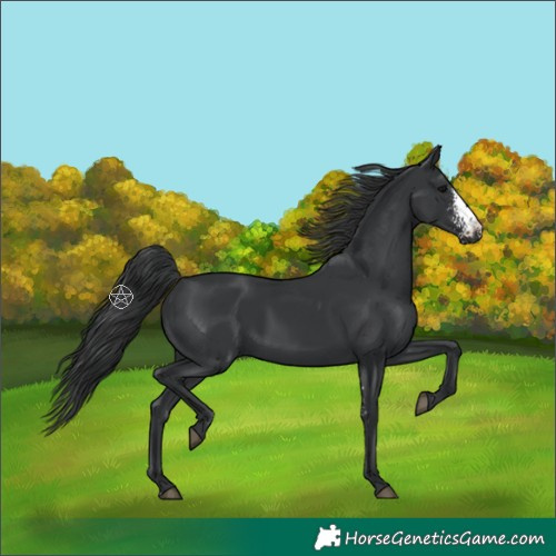 Horse Color:Black Sabino 