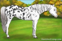 Horse Color:Black Appaloosa 