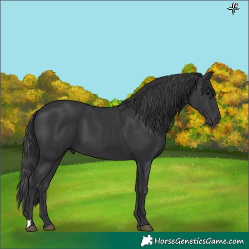 Horse Color:Black 
