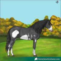 Horse Color:Black Sabino Frame