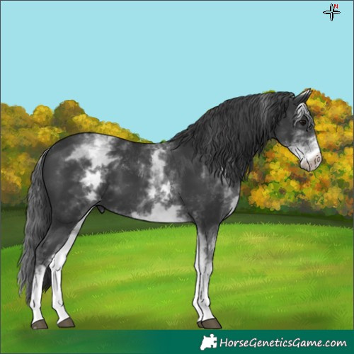 Horse Color:White Spotted Black