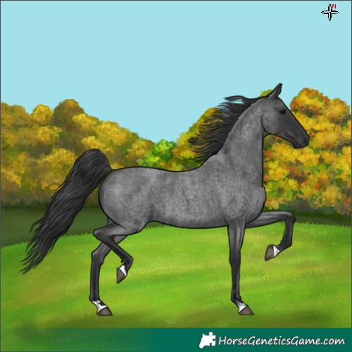 Horse Color:Blue Roan