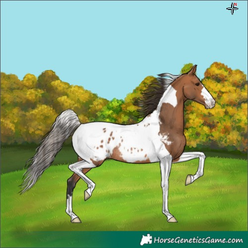 Horse Color:Bay Tobiano Appaloosa Rabicano