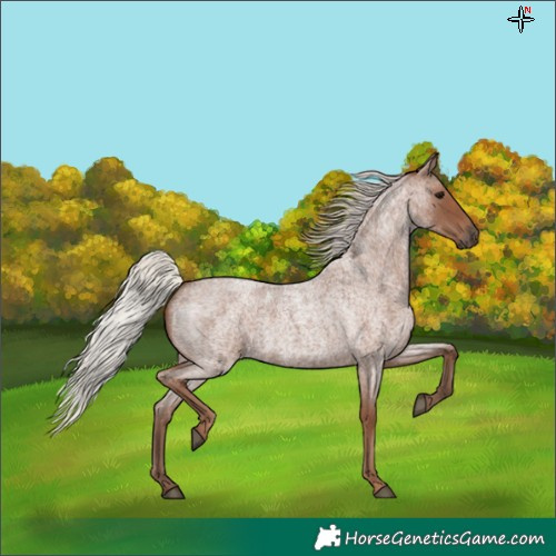 Horse Color:Silver Blue Roan 
