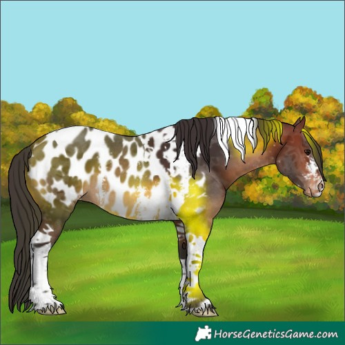 Horse Color:Brown Sabino Tobiano Appaloosa 