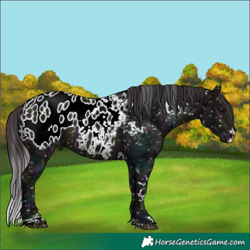 Horse Color:White Spotted Midnight Brown Ice Appaloosa 