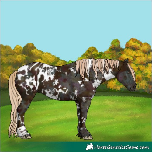 Horse Color:White Spotted Midnight Chestnut Ice Appaloosa 