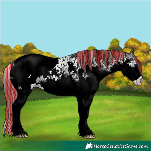Horse Color:Painted Black Ice Sabino Splash Appaloosa 
