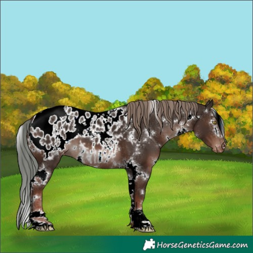 Horse Color:White Spotted Liver Chestnut Appaloosa 