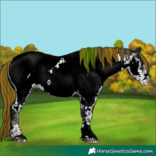 Horse Color:Painted Black Ice Appaloosa