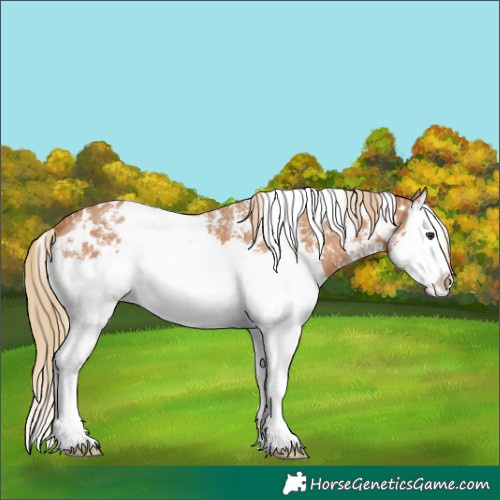 Horse Color:White Spotted Chestnut Sabino Splash Appaloosa 