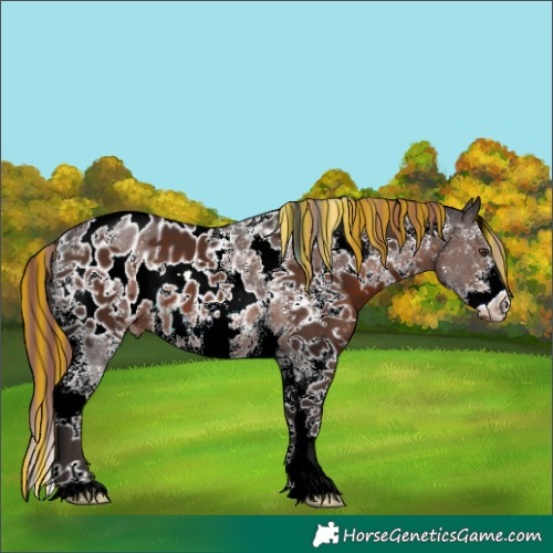 Horse Color:Painted White Spotted Liver Chestnut Sabino Appaloosa 